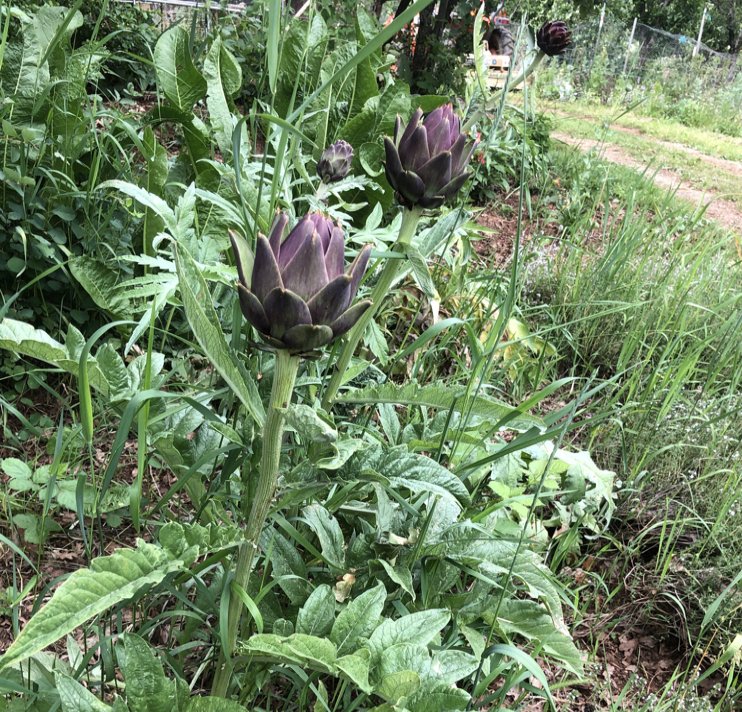 Artichoke 'Violetta' in the garden.