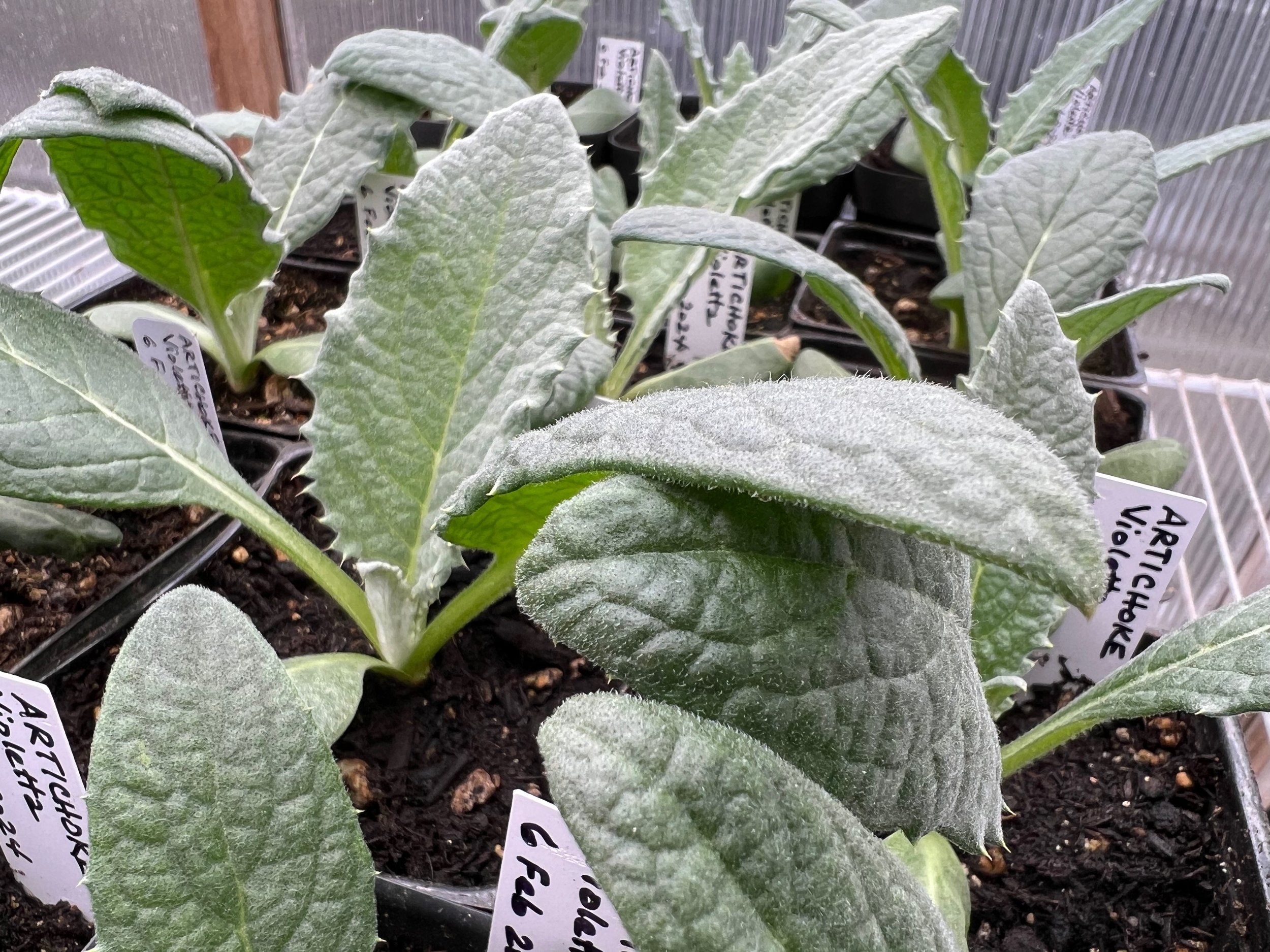 Artichoke 'Violetta' seedlings in the greenhouse - WILLS FARM