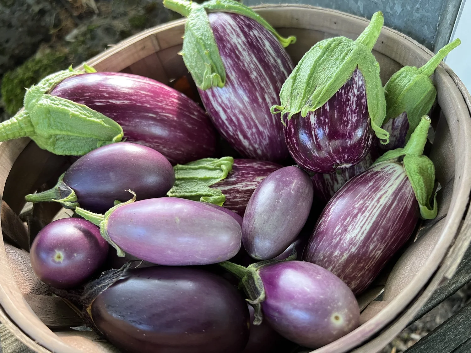 eggplants — WILLS FARM vegetable plants