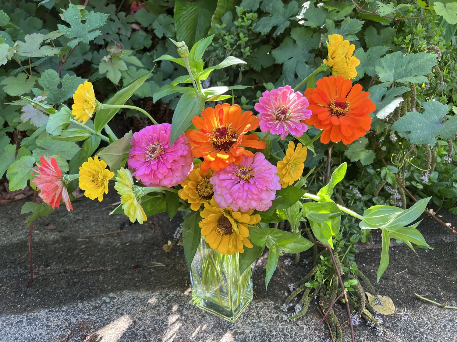 flowers — WILLS FARM vegetable plants