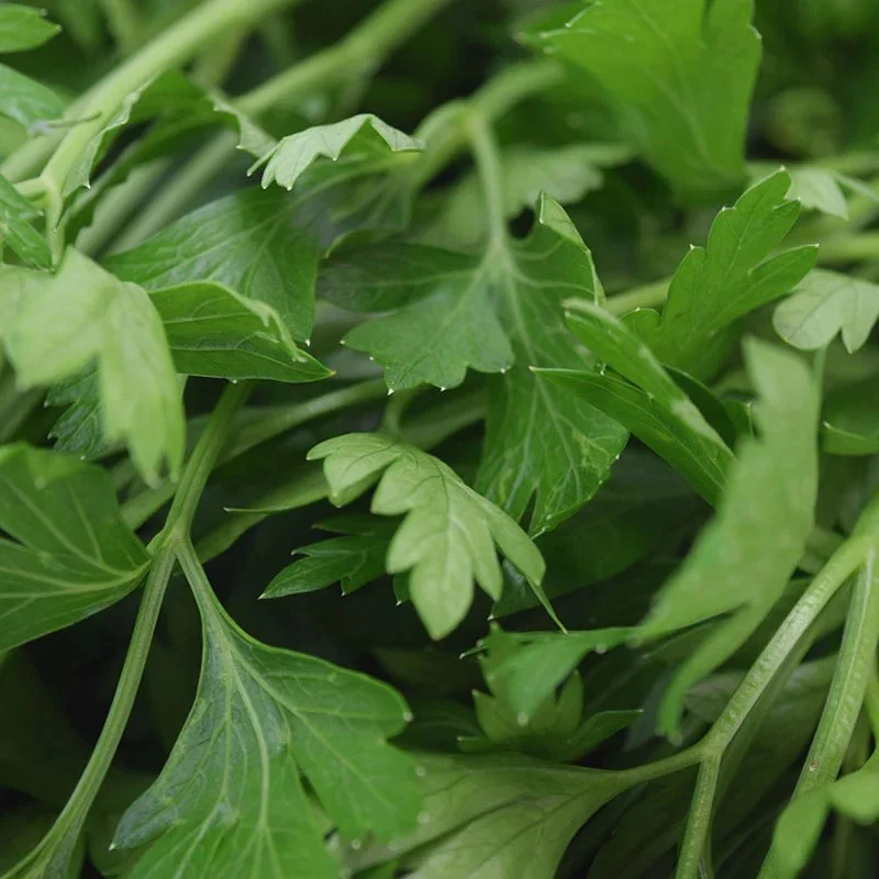 Dark Green Italian Plain