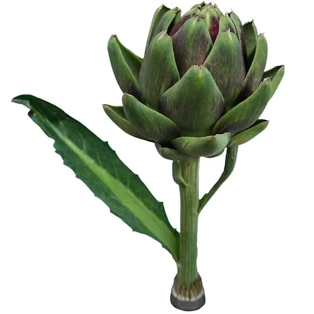 Artichoke 'Colorado Red Star'