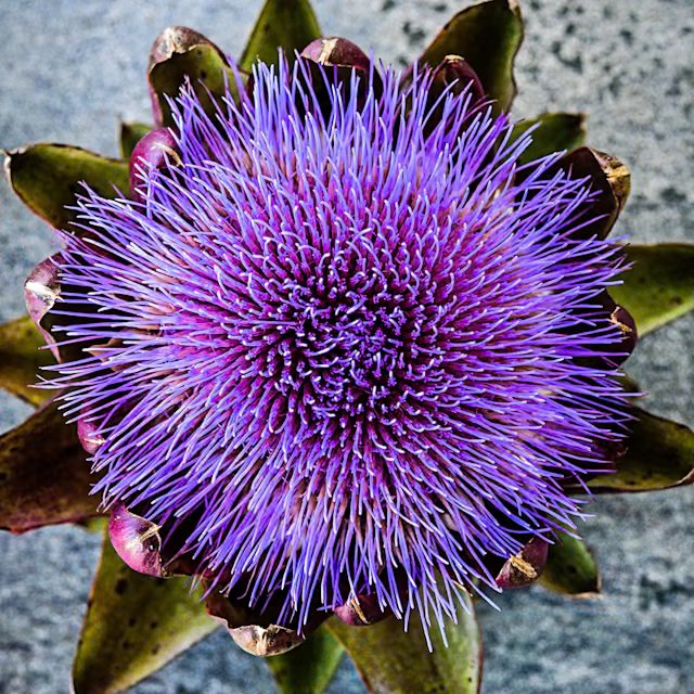 2026-artichoke-ColoradoRedStar-bloom.jpg