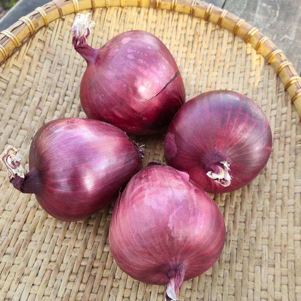 Onion 'Lilia' as mature storage onion