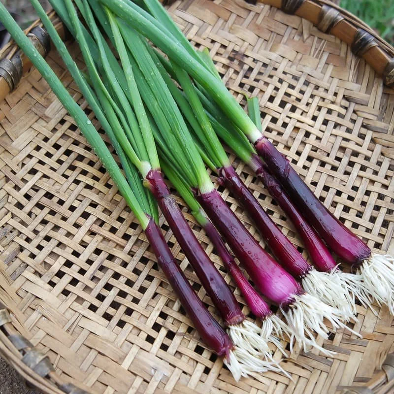 Onion 'Lilia' as scallion