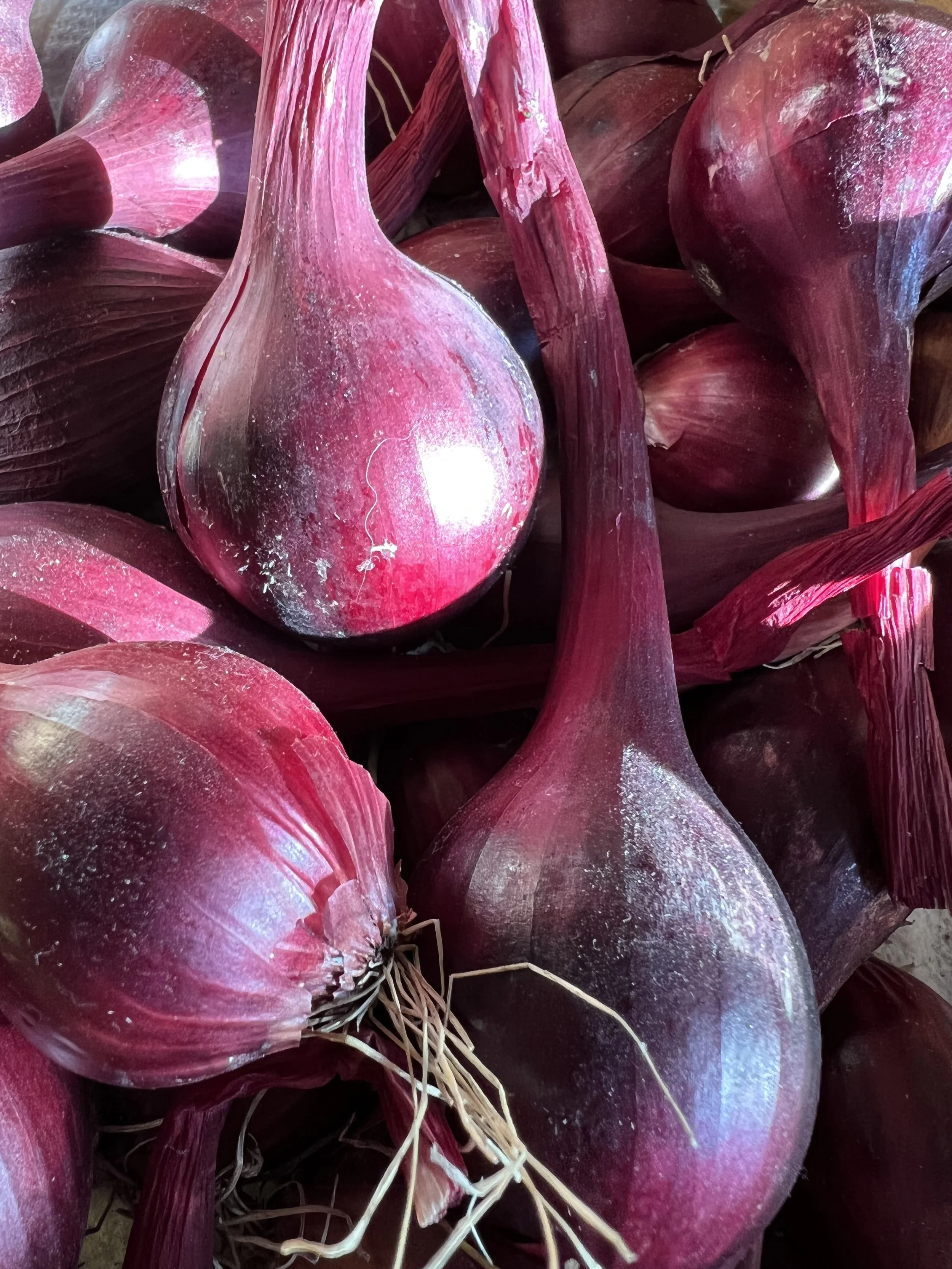 Onion 'Red Baron' as mature bulb