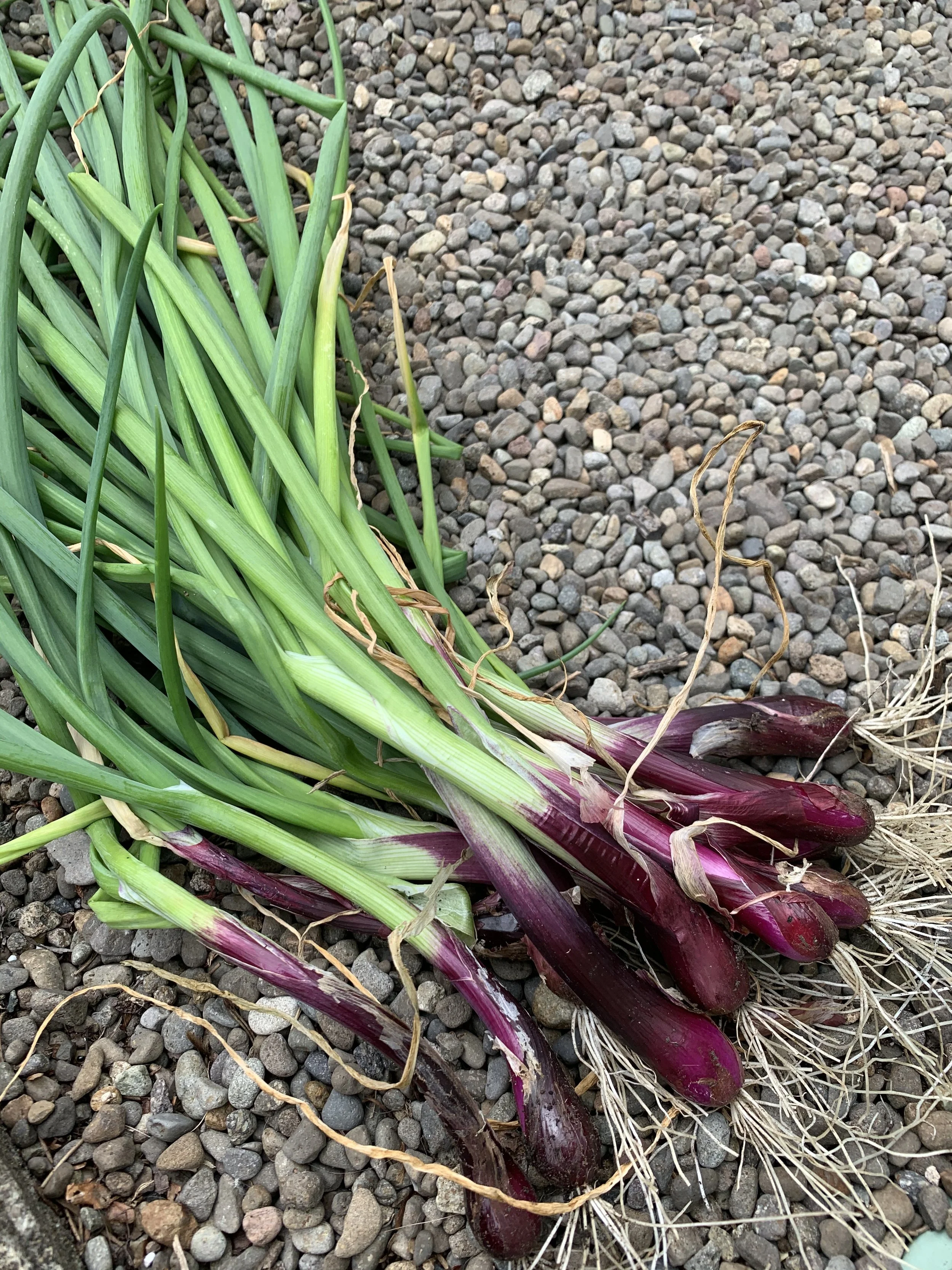 Onion 'Red Baron' as scallion