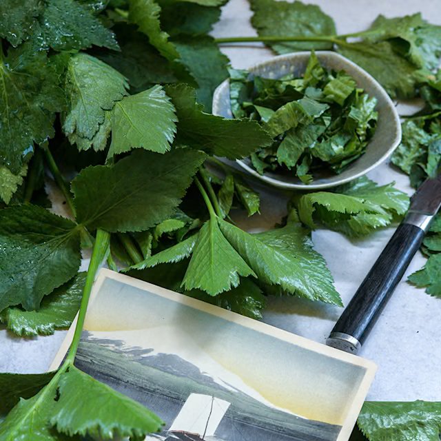 Japanese parsley Mitsuba