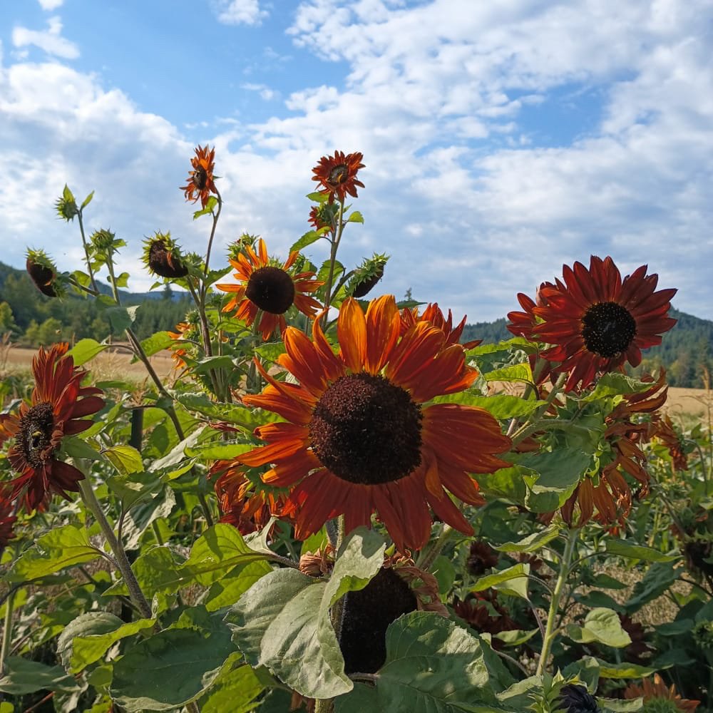 Sunflower 'Better Off Red' in the field