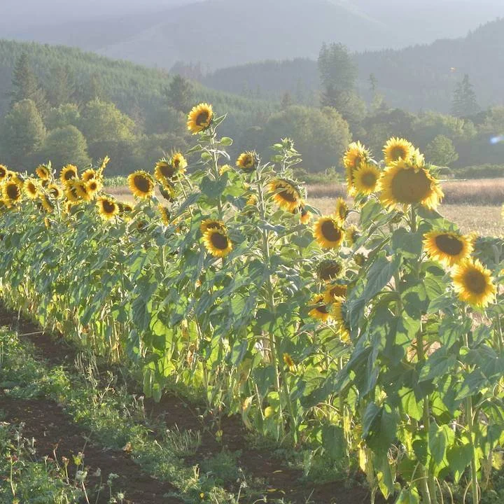 Sunflower 'Hungarian Black Seeded