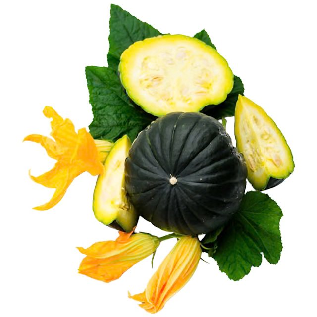 Zapallito Del Tronco