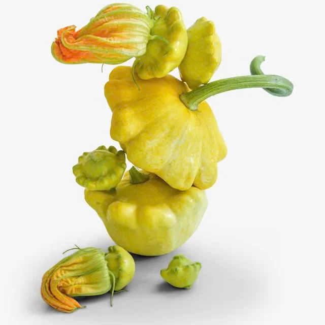 Patisson Golden Marbre Scallop