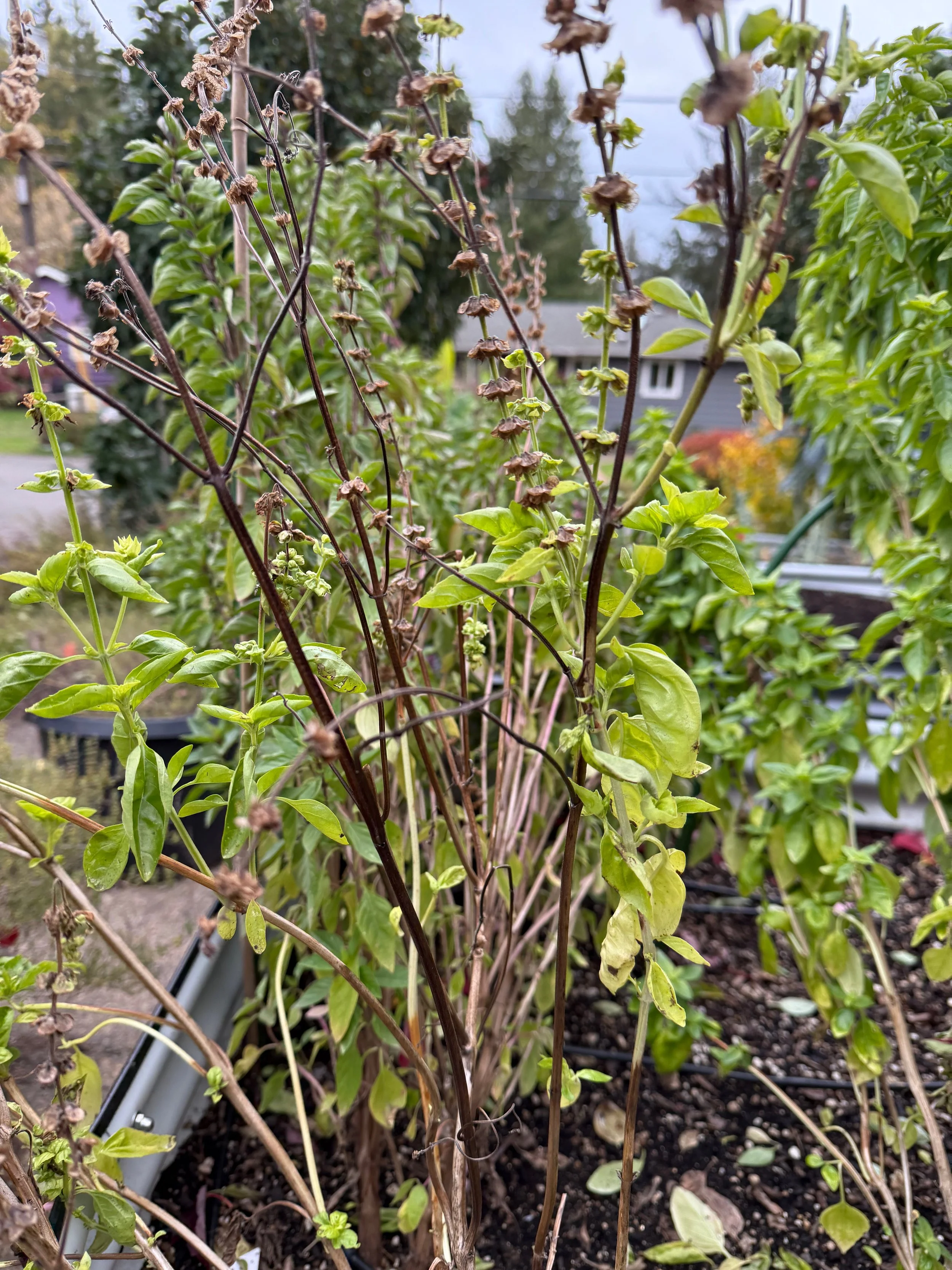 All other basils, WILLS FARM, Nov. 2025