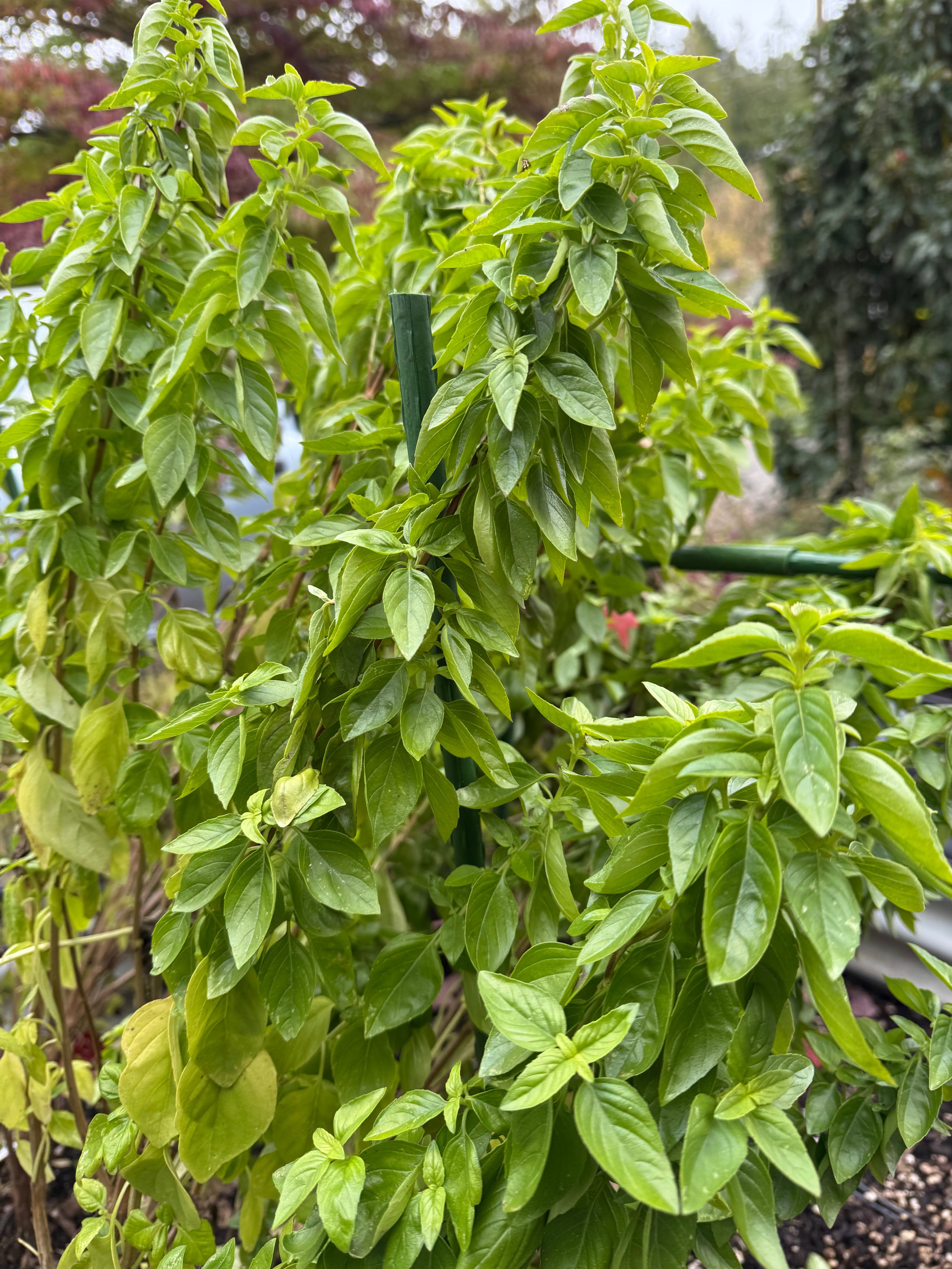 EET, WILLS FARM, Nov. 2025