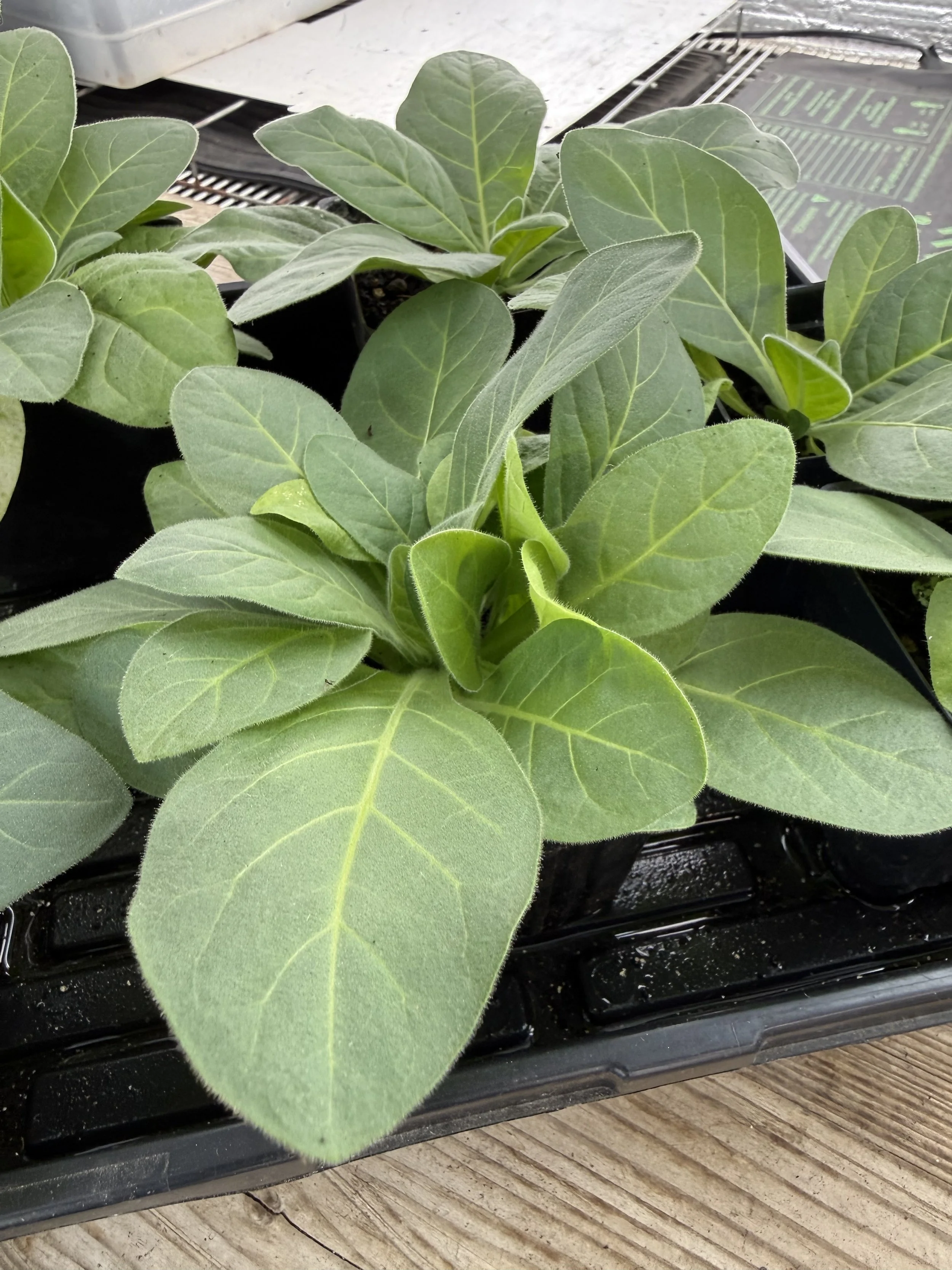 Young nicotiana sylvestris in greenhouse.