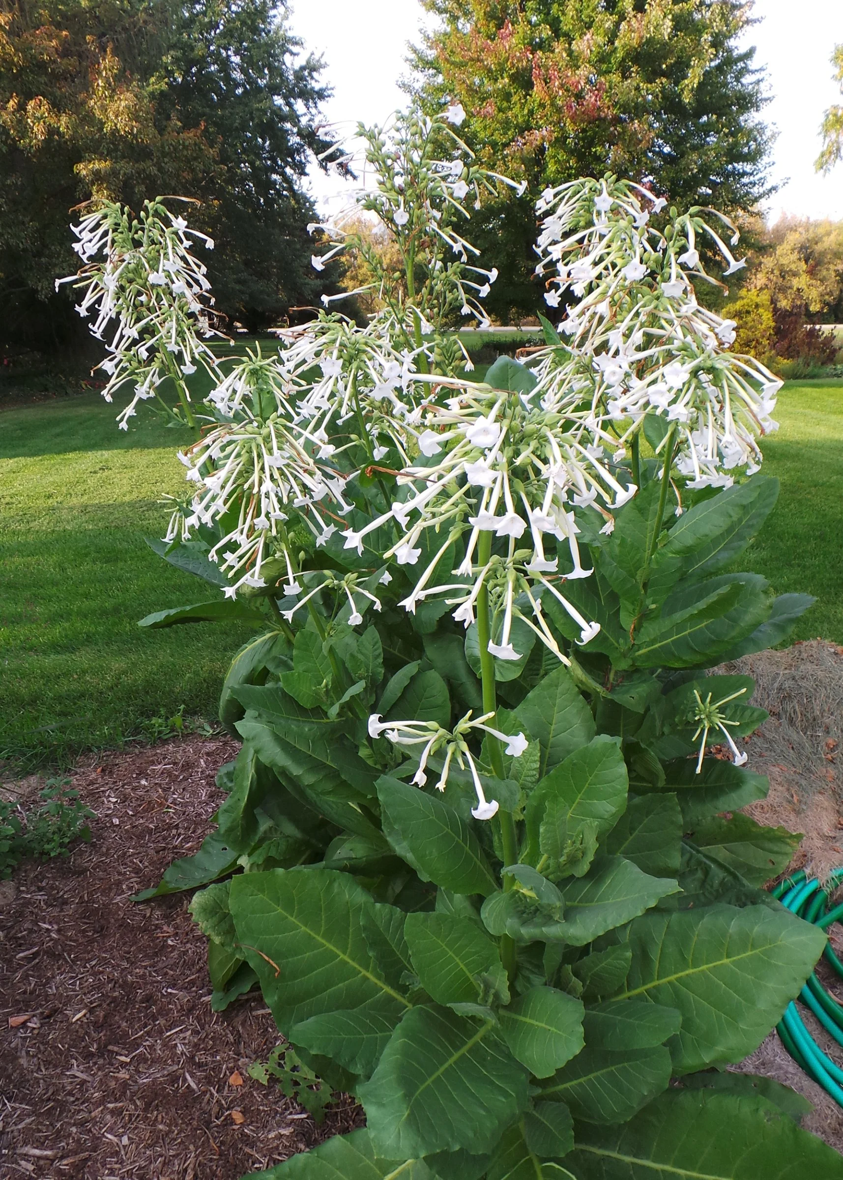 Mature nicotiana sylvestris.