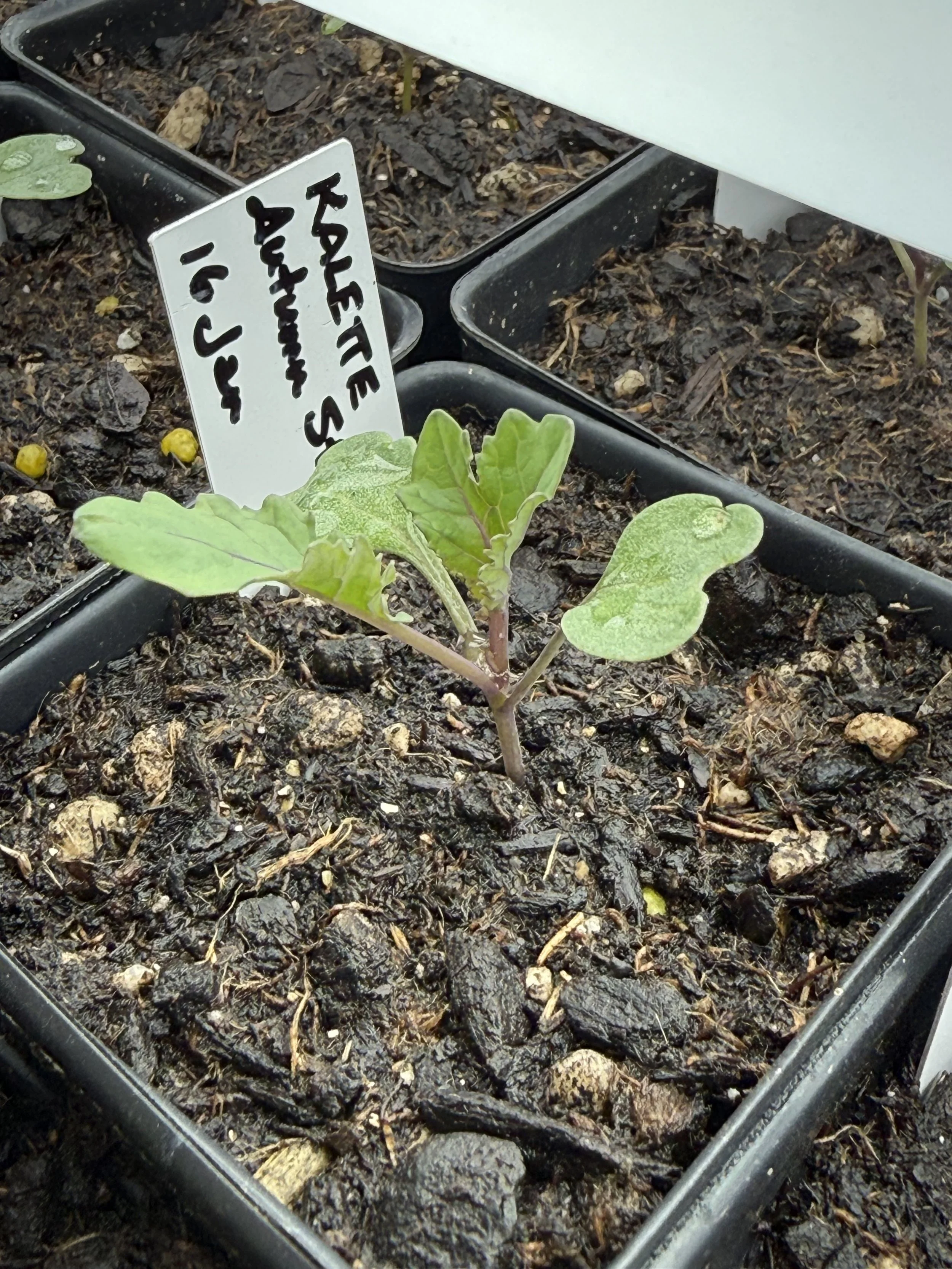 Kalette 'Autumn Star'