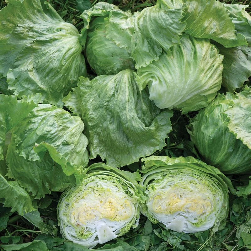 'Pint Size' mini iceberg