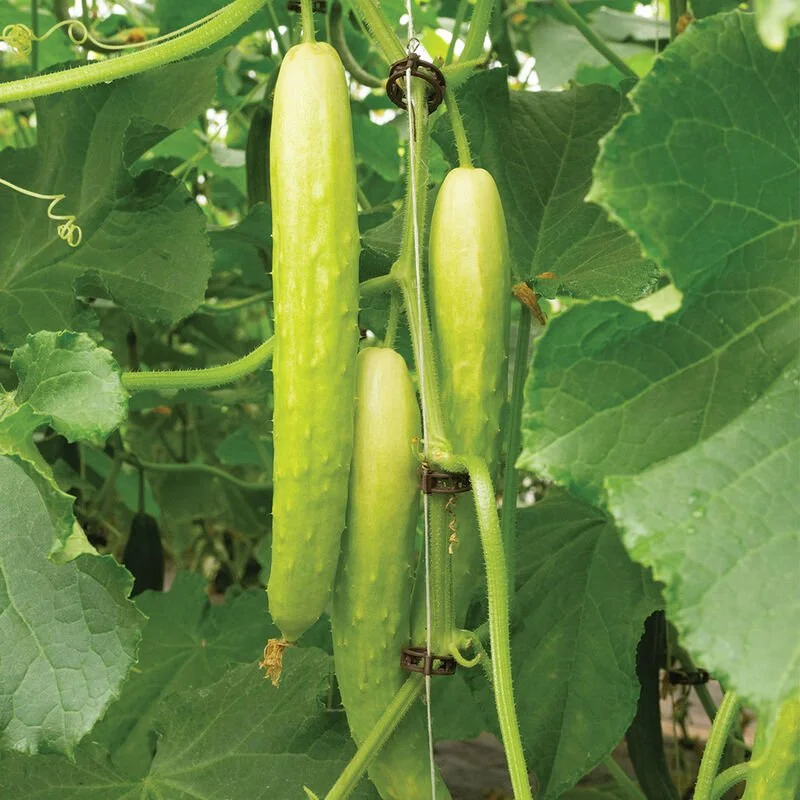 'Margarita' Japanese type cucumber