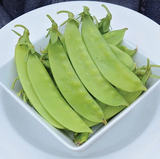 Snow pea 'Green Beauty'