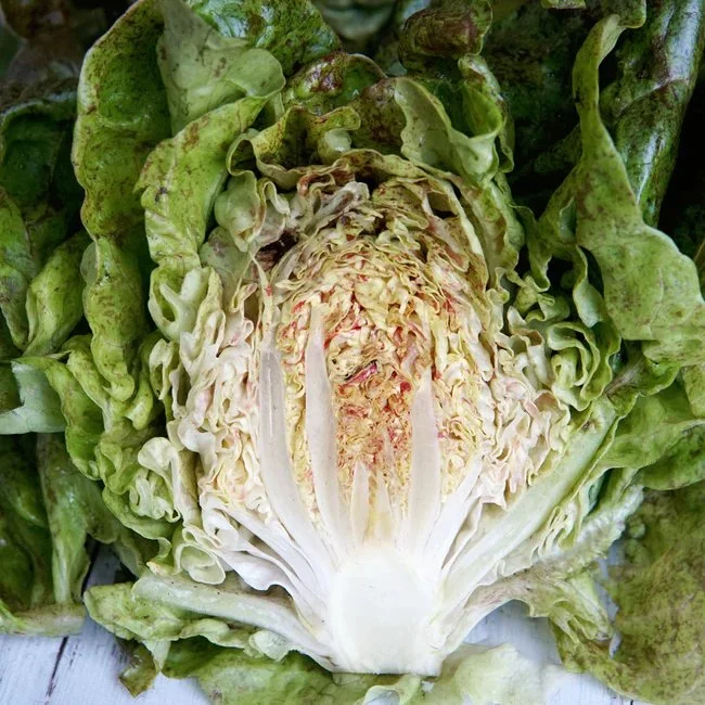 Daisy Lambert interior