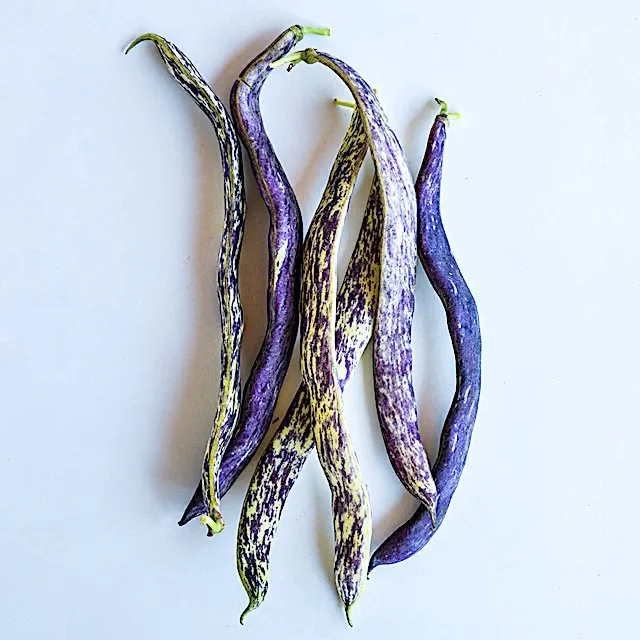 Dragon Tongue