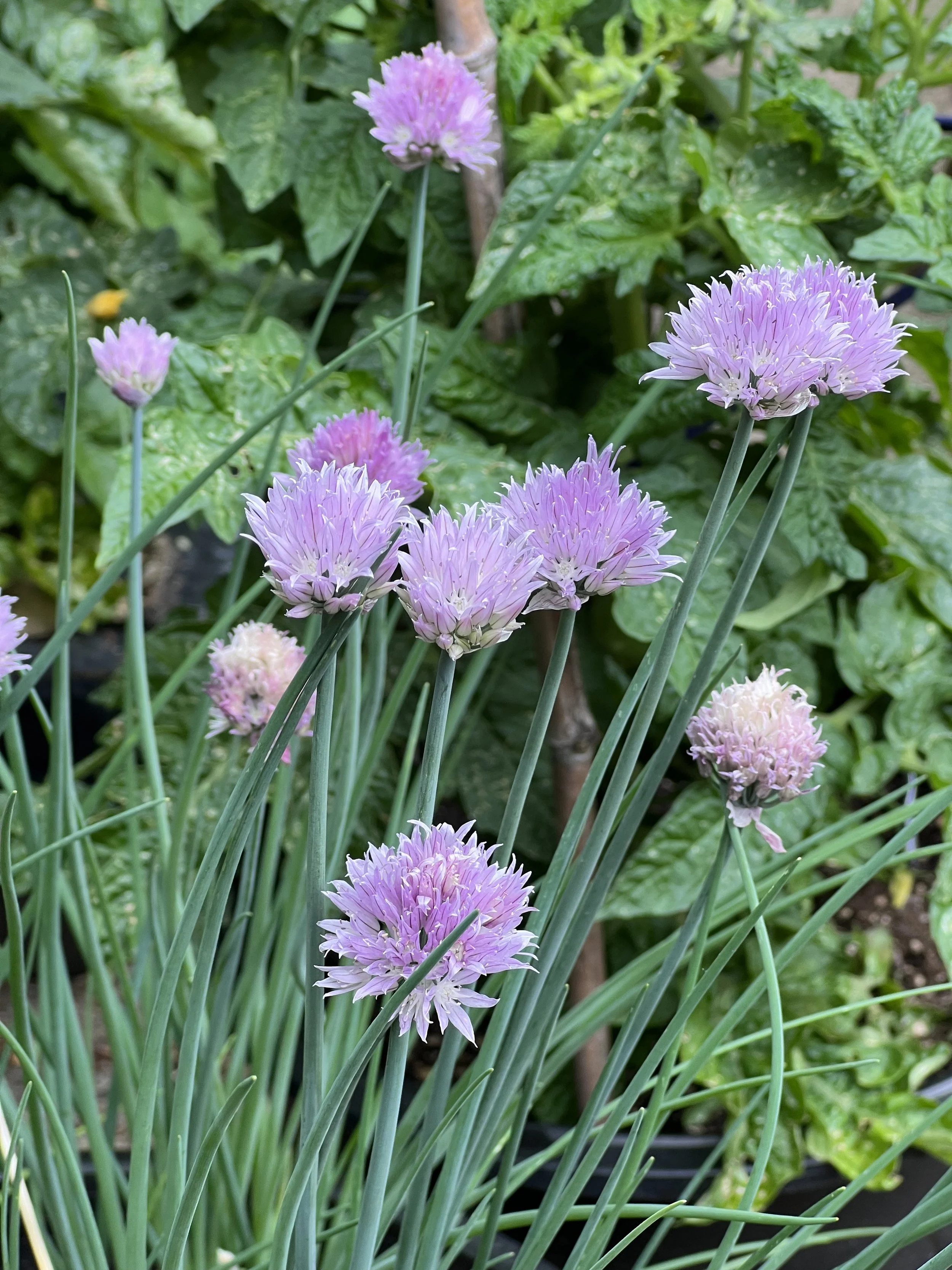 2026-herbs-chives.jpg