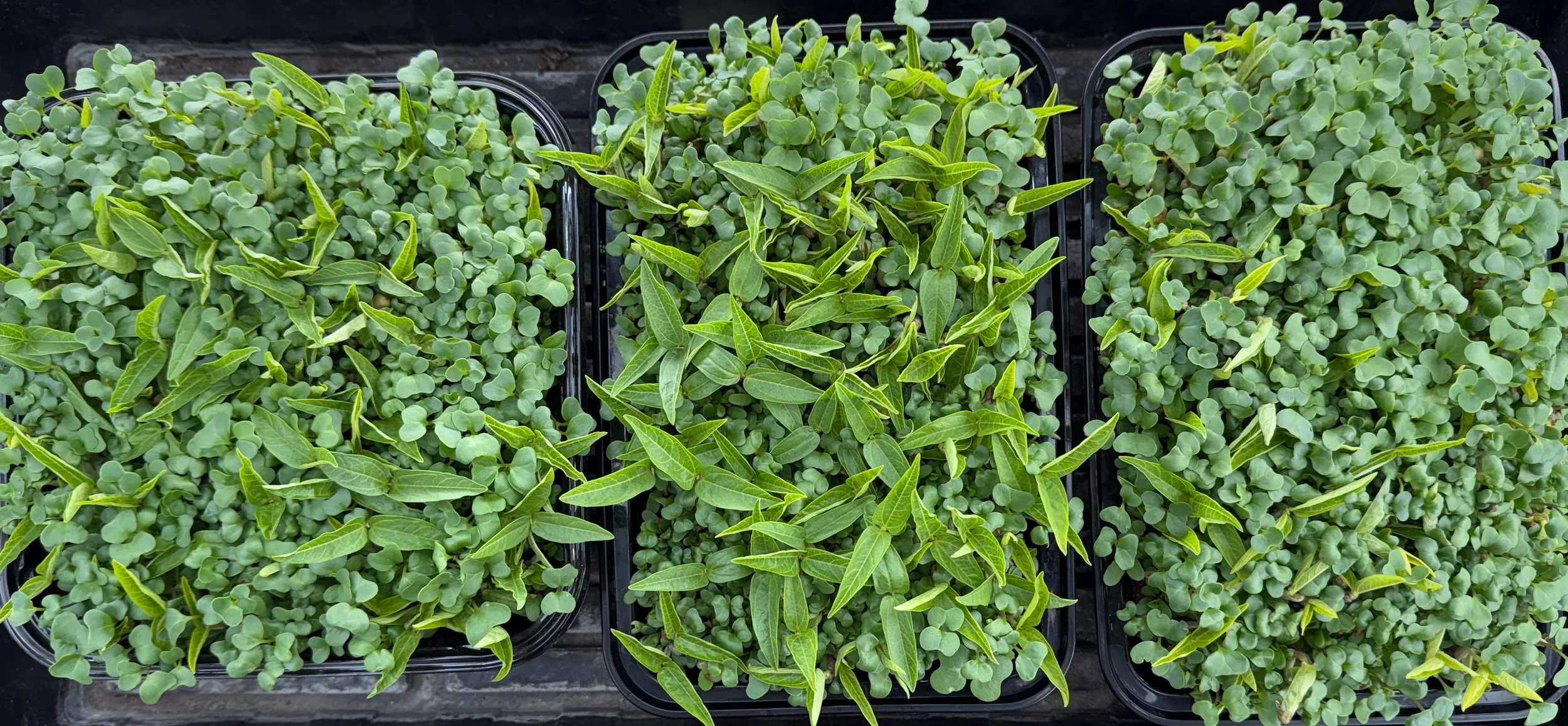 microgreens-trio.jpg