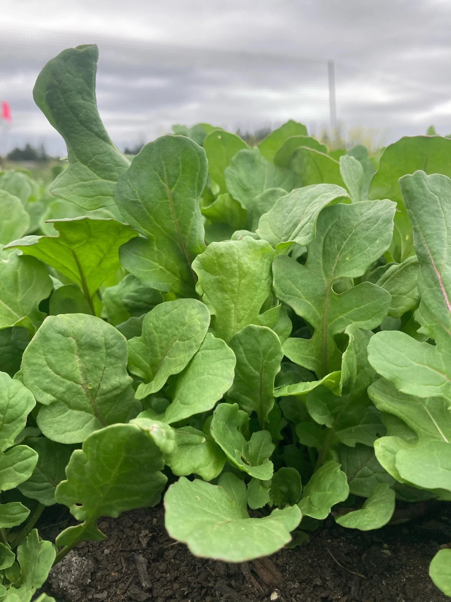 2026-arugula-WestBred.jpg