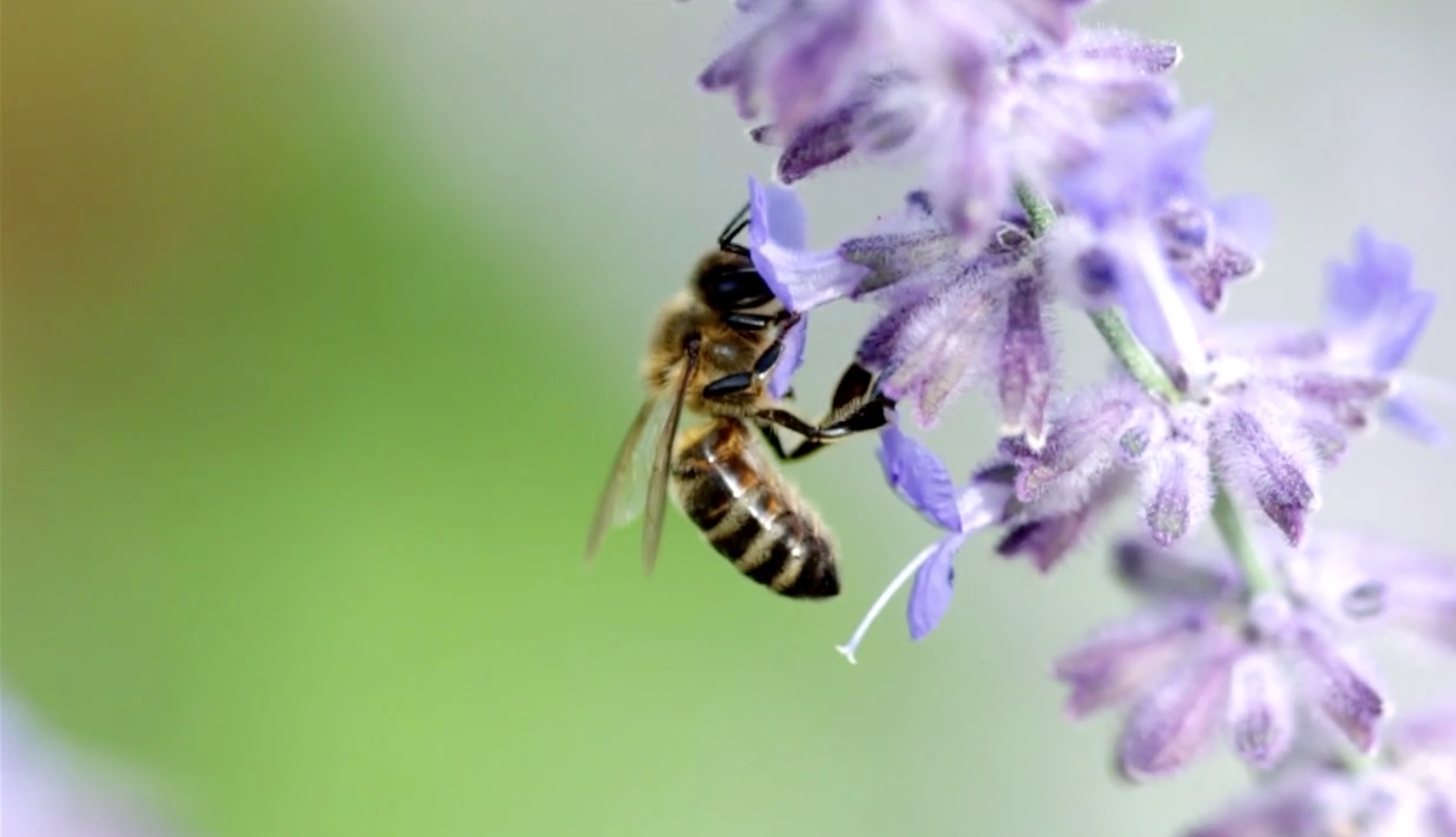 The Beekeeper