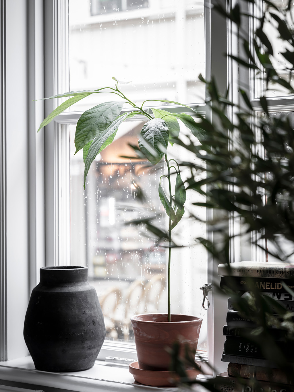 Let Plants bath in the sun or idly watch the rain on the window