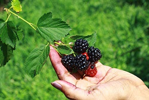 Blackberry Plants