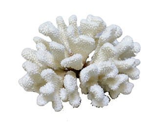 Vintage Coral