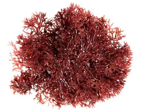 ora-pompomgracilaria (1).jpg
