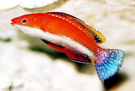 longfin-fairy-wrasse-cirrhilabrus-rubriventralis-1.jpg