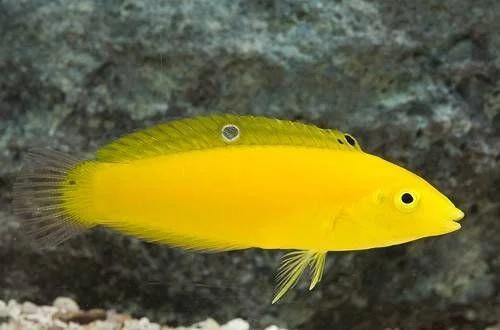612ab05e69bc65e365ff0ff2d8468c7d--colorful-fish-marine-fish.jpg