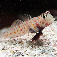 Orange_Spotted_Goby_medium.jpg