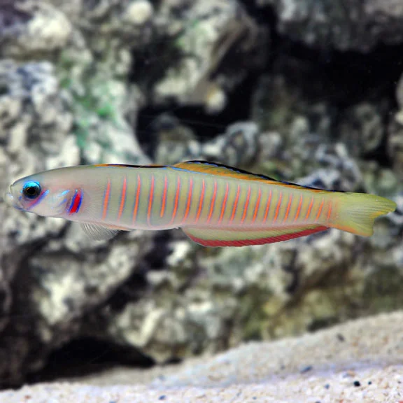 lg70951ZebraBarredDartfish.jpg