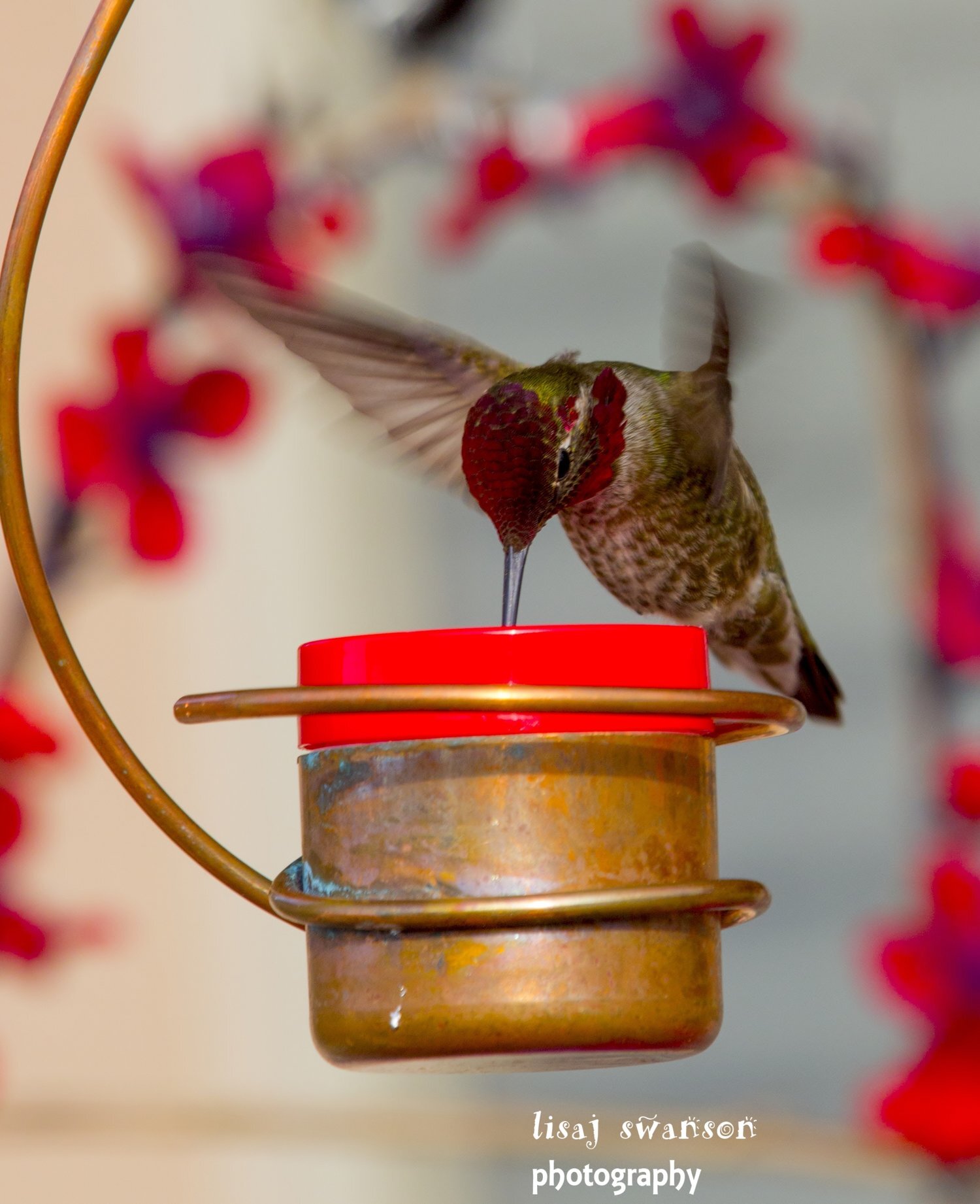 Copper Hummingbird by Nancy Biggins