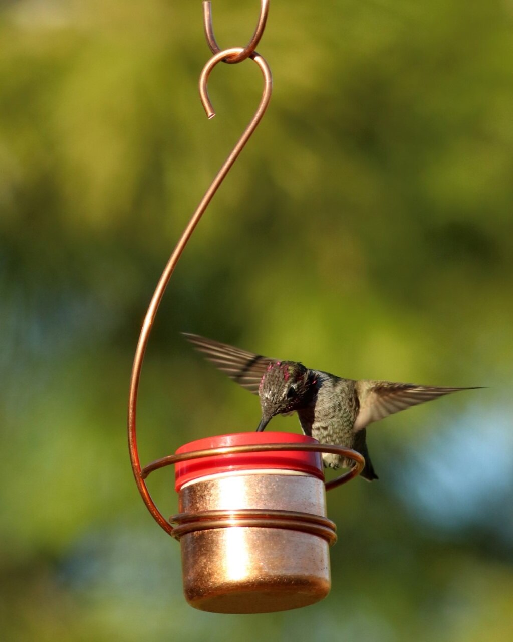 single use hummingbird feeder bekanntschaften neuruppin