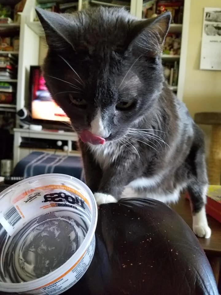 Enjoying some yogurt, one of his favorite treats
