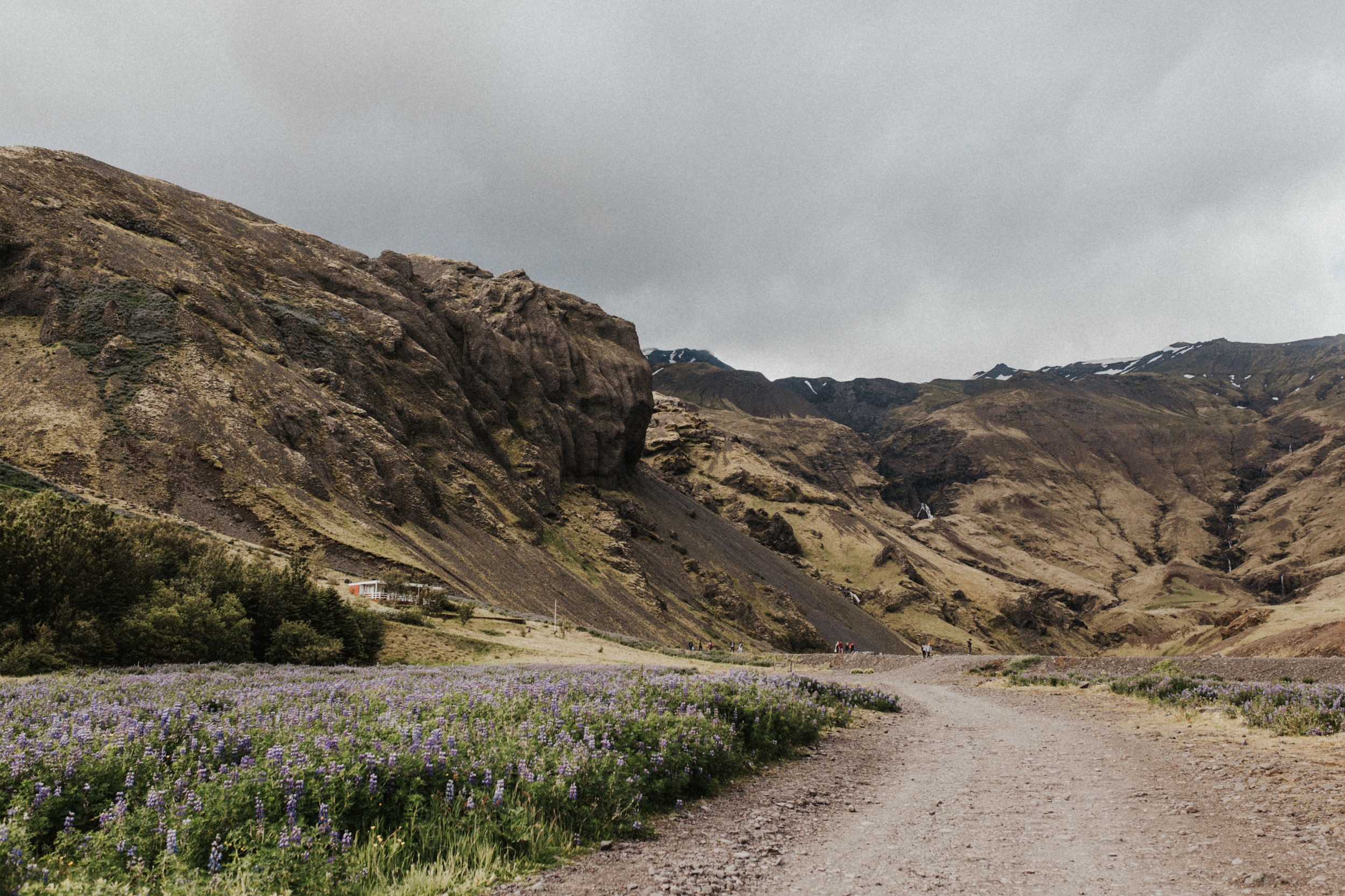 Icelandic landscape with wildflowers.jpg