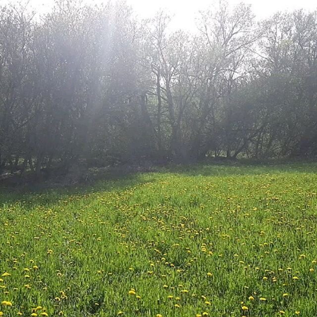 Spring is still in the air! 🌾🌳 The world is evolving with a bit of chaos and stress.🌏 We are finding our balance and peace out in nature. We are soaking up the sun 🌞 (getting in the Vitamin D), enjoying the green🌳 (earthing), listening to the bi