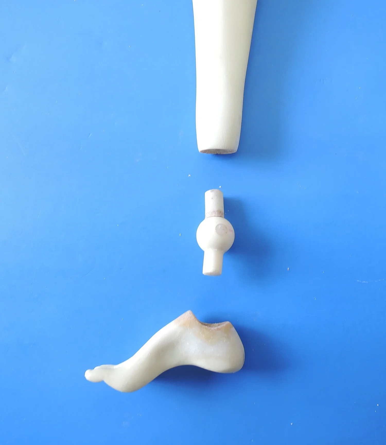  The leg bone is connected to the ankle bone and the ankle bone is connected to the foot bone! 