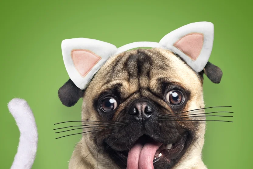 Happycat