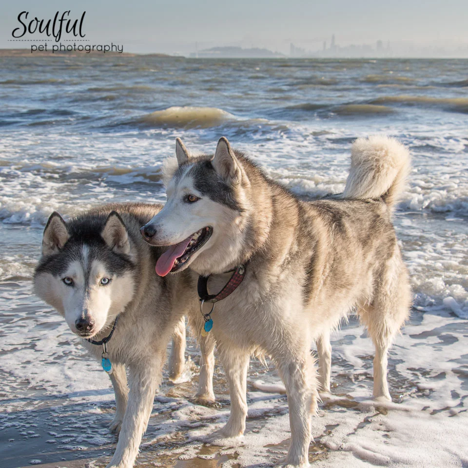 Are Huskies Loving Dogs