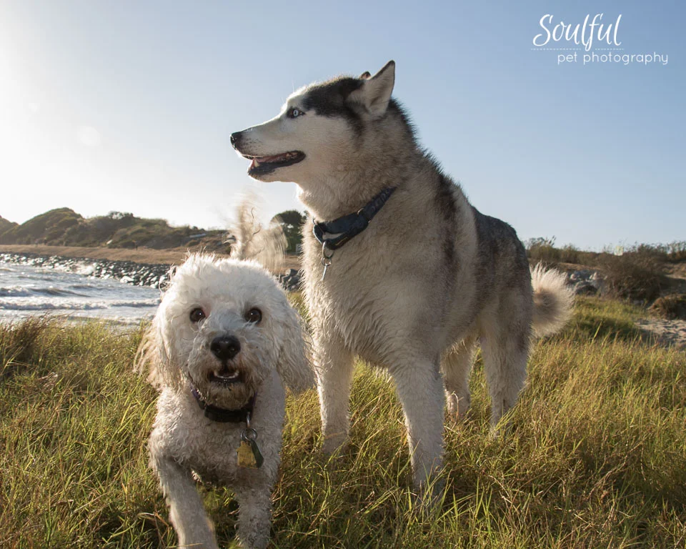 Dax in your face.jpg