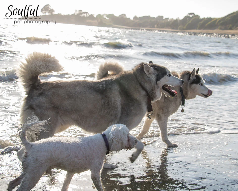 Three Dogs Together.jpg