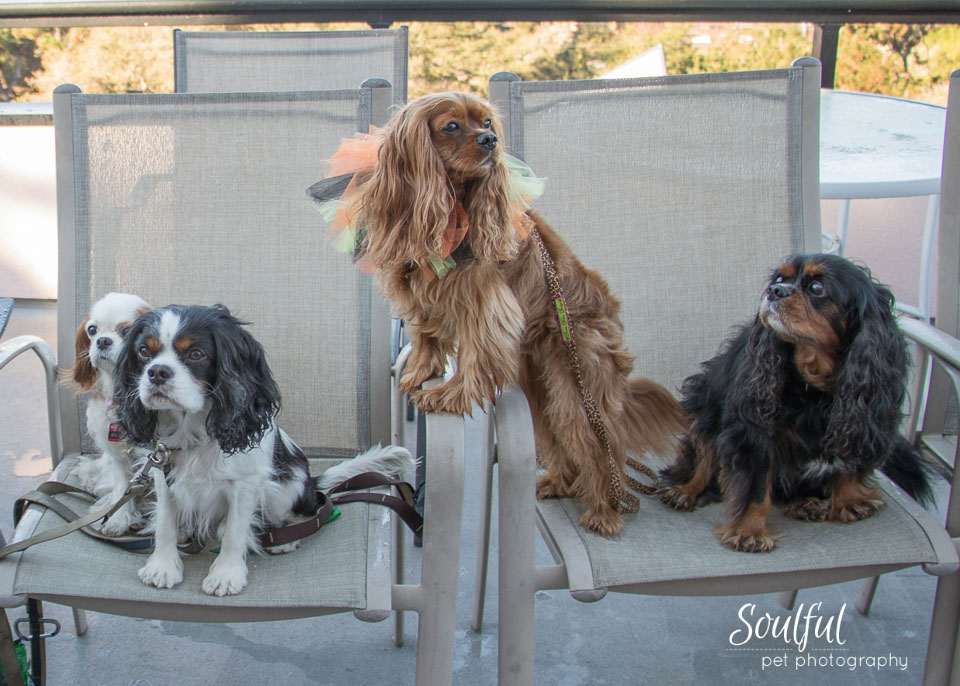 Cavalier Rescue Usa Soulful Pet Photography