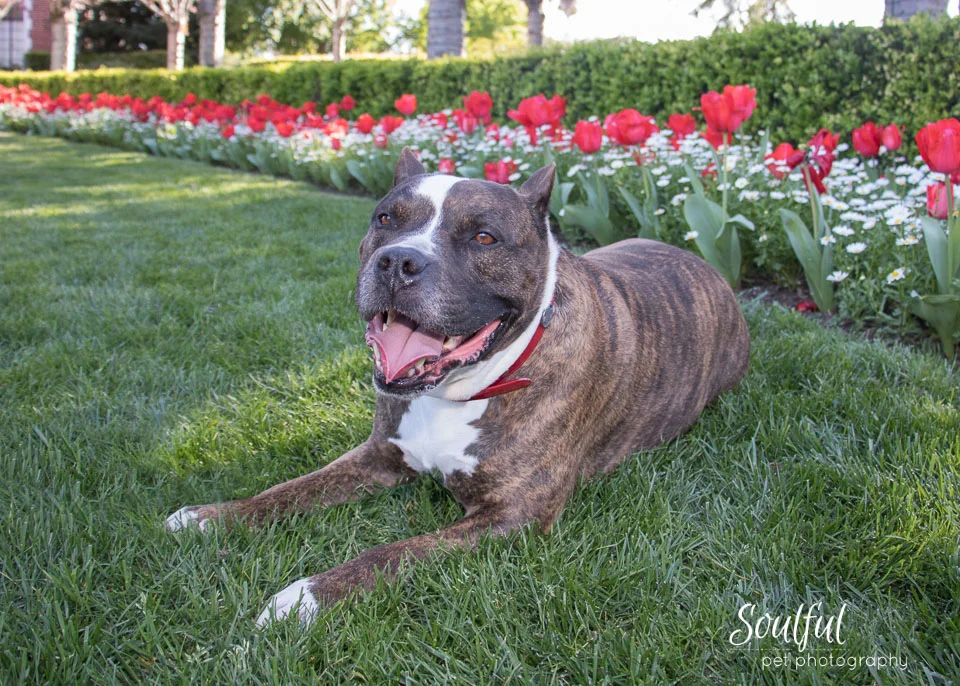 Oscar with Red tulips.jpg
